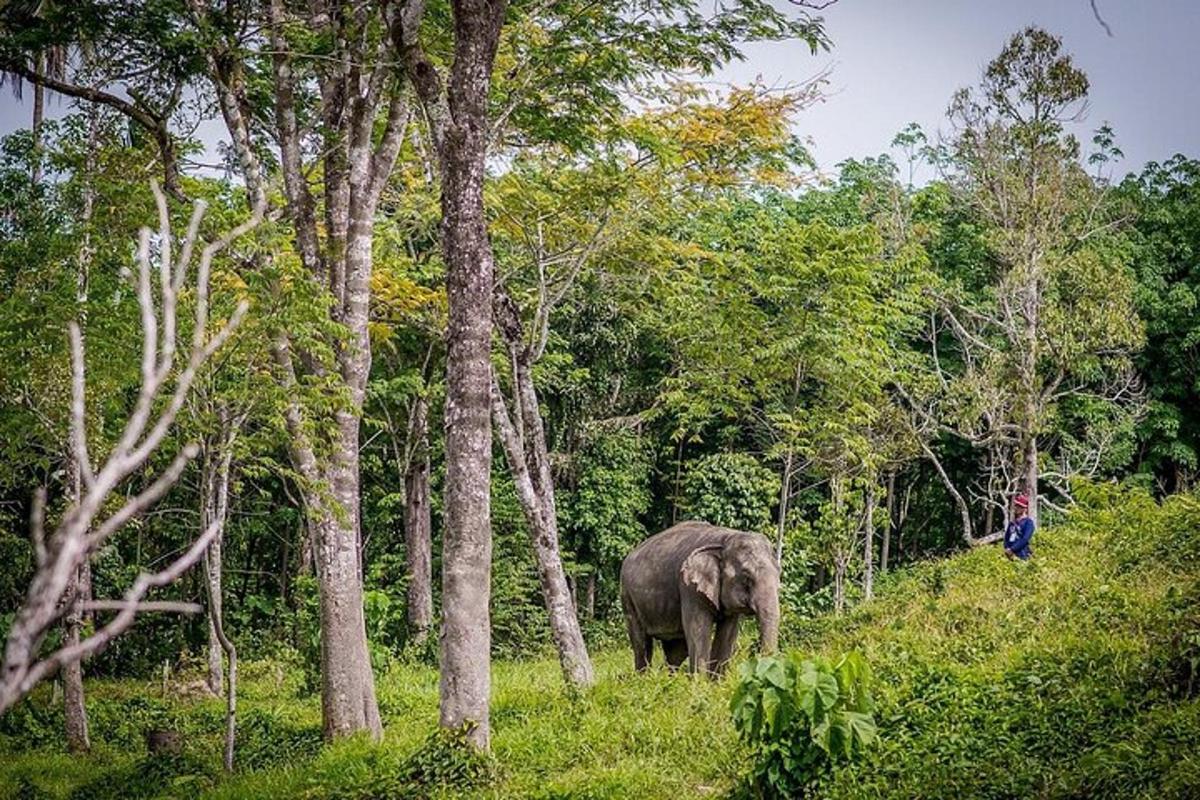 seekor gajah berjalan di rumput berhampiran pokok