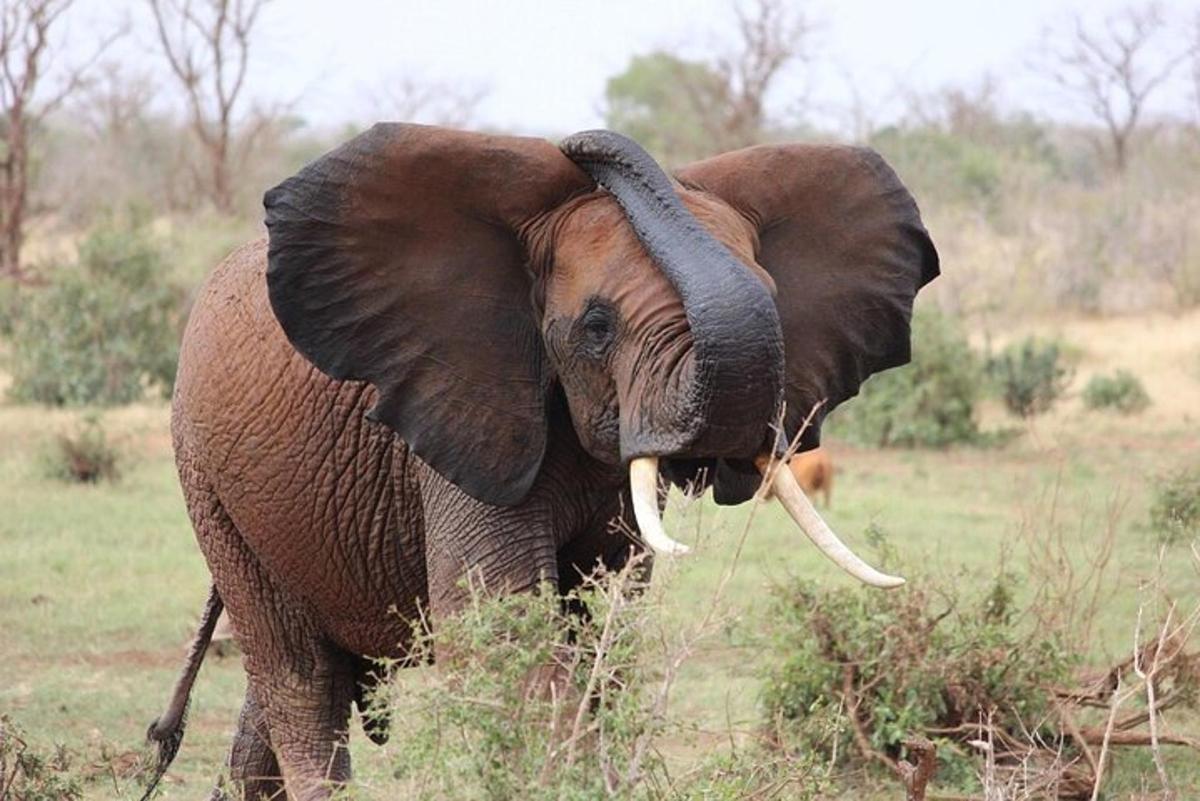Un elefante parado en un campo con su trompa