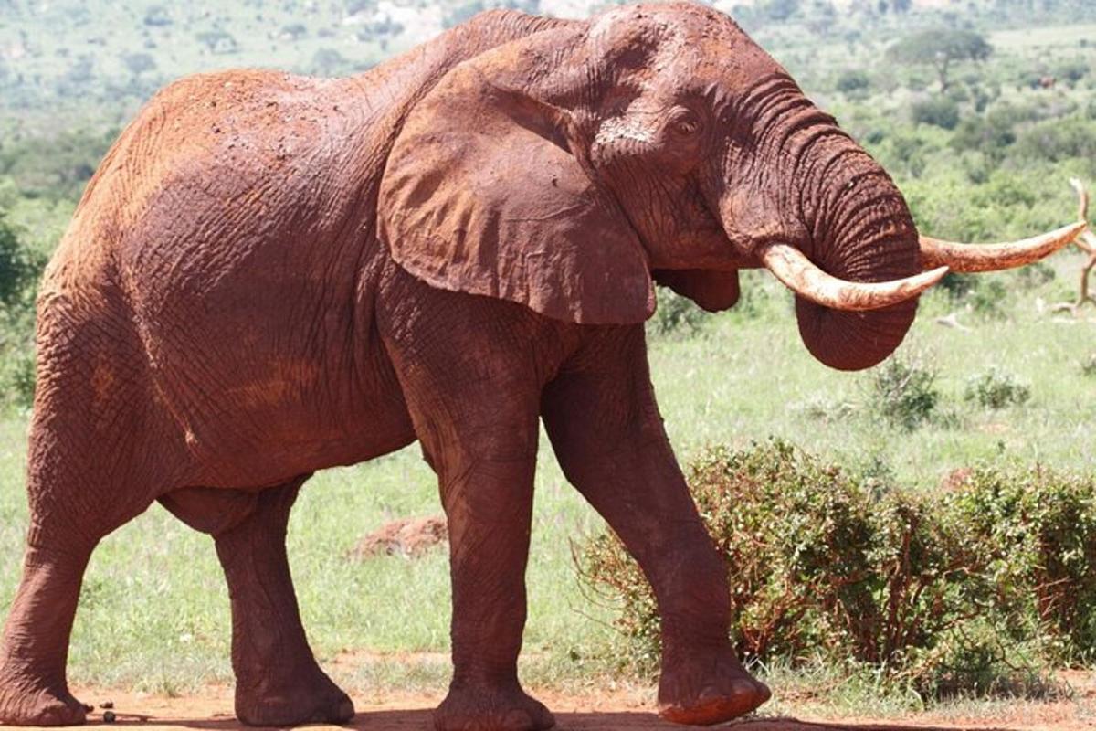un elefante caminando por un camino de tierra