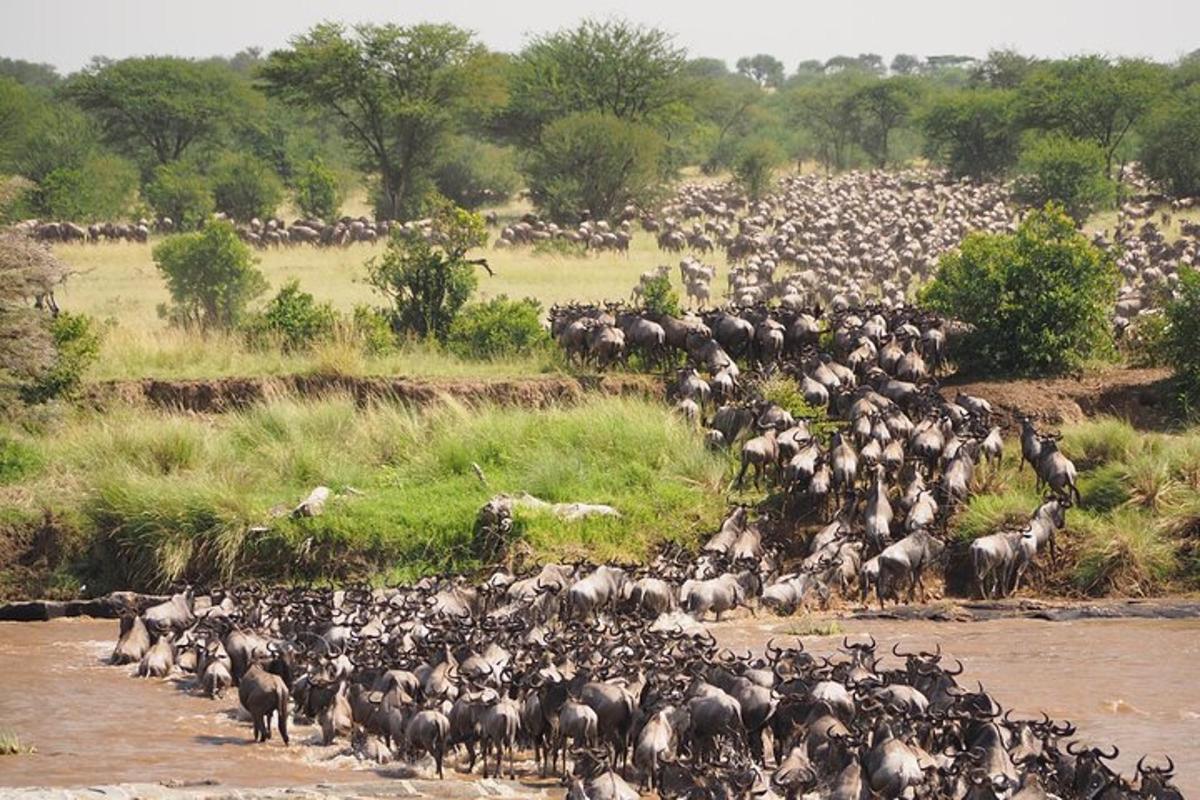 un gran ramat d'animals creuant un riu