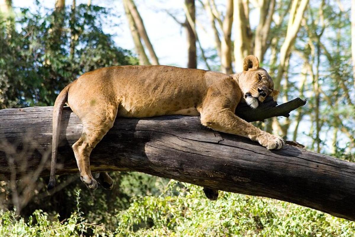 un lleó estirat a la part superior d'una branca d'arbre