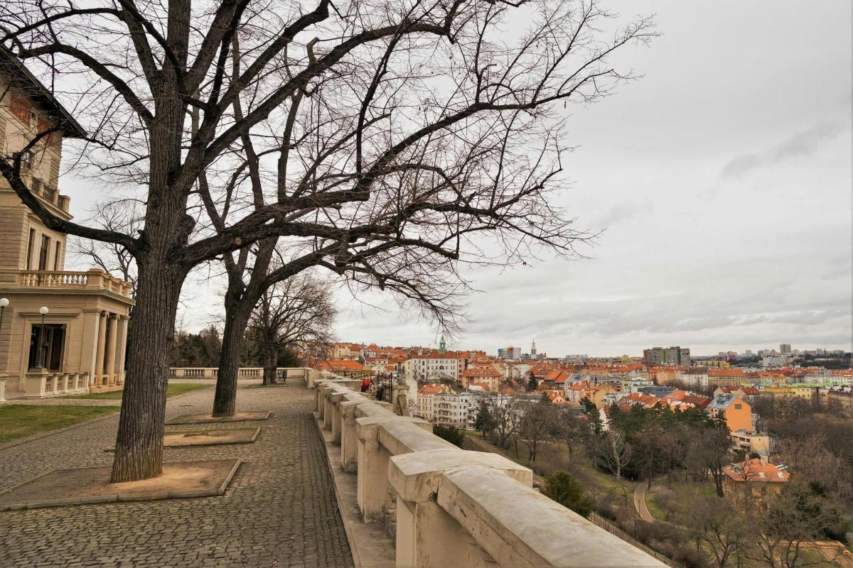 Un árbol en una pared con vistas a una ciudad.