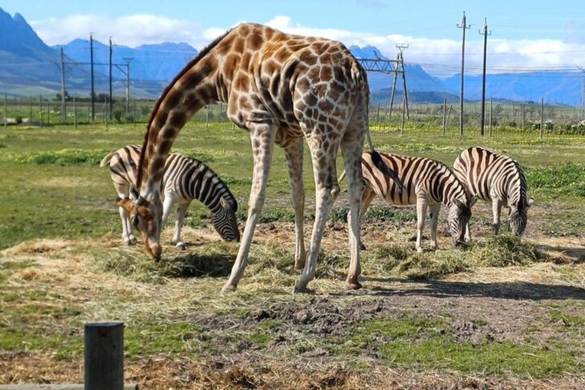 Una jirafa parada junto a cebras en un campo