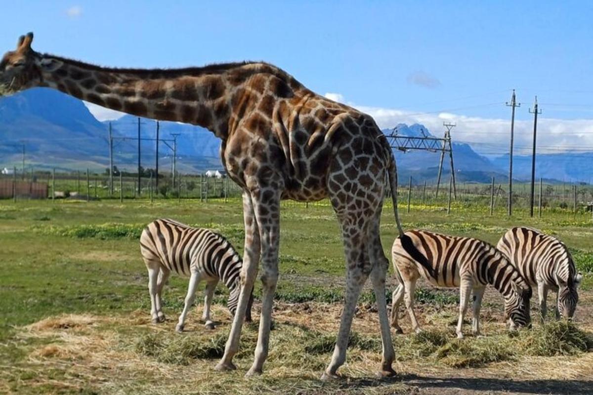 Una jirafa parada junto a tres cebras en un campo