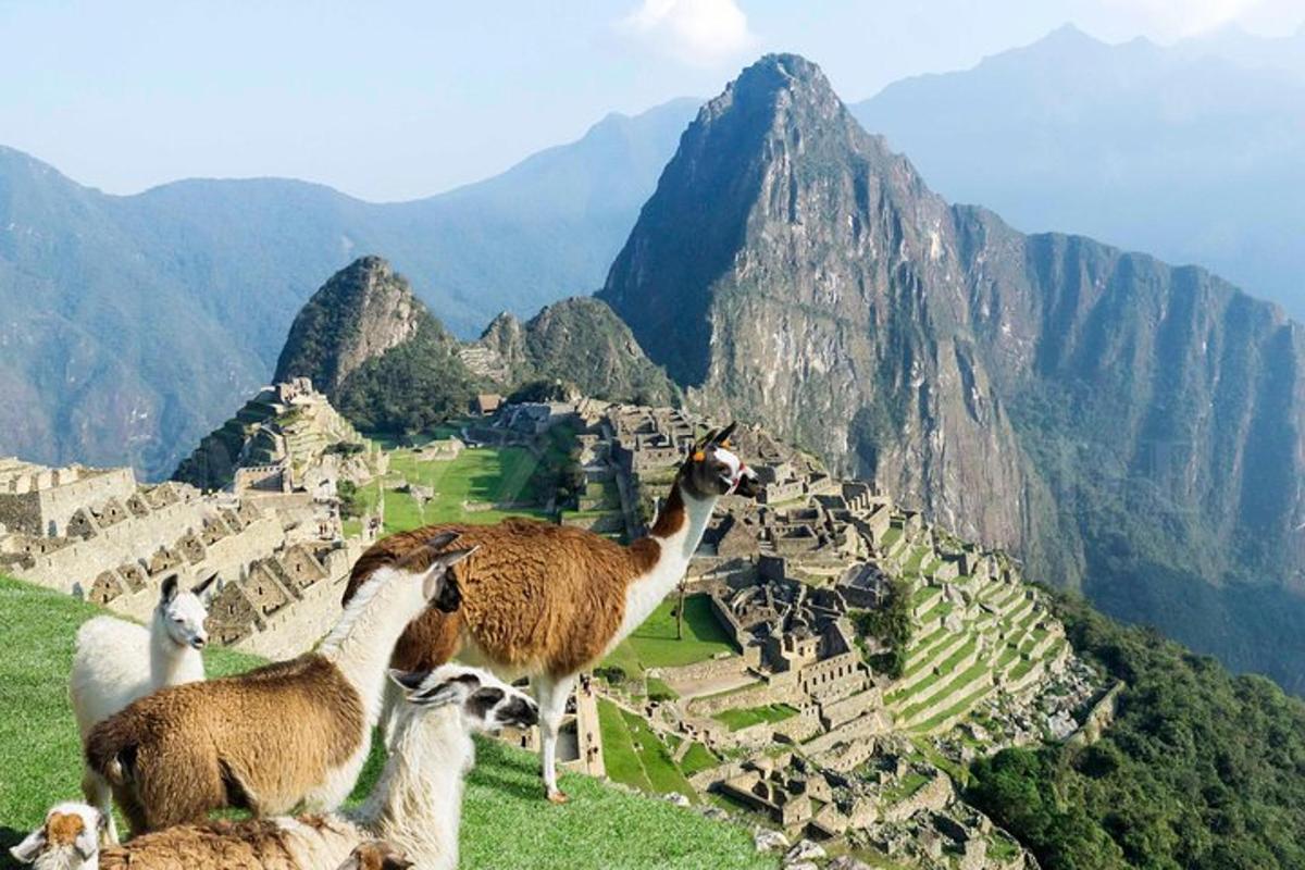 un gruppo di lama in piedi sulla cima di una montagna