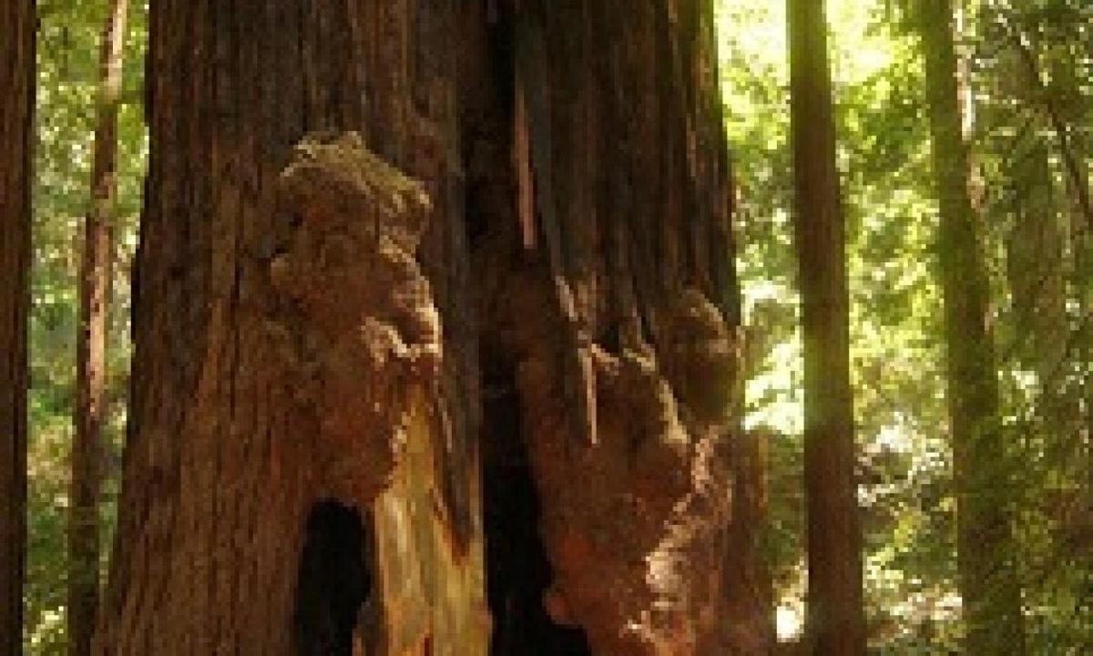 un primo piano del tronco di un grande albero