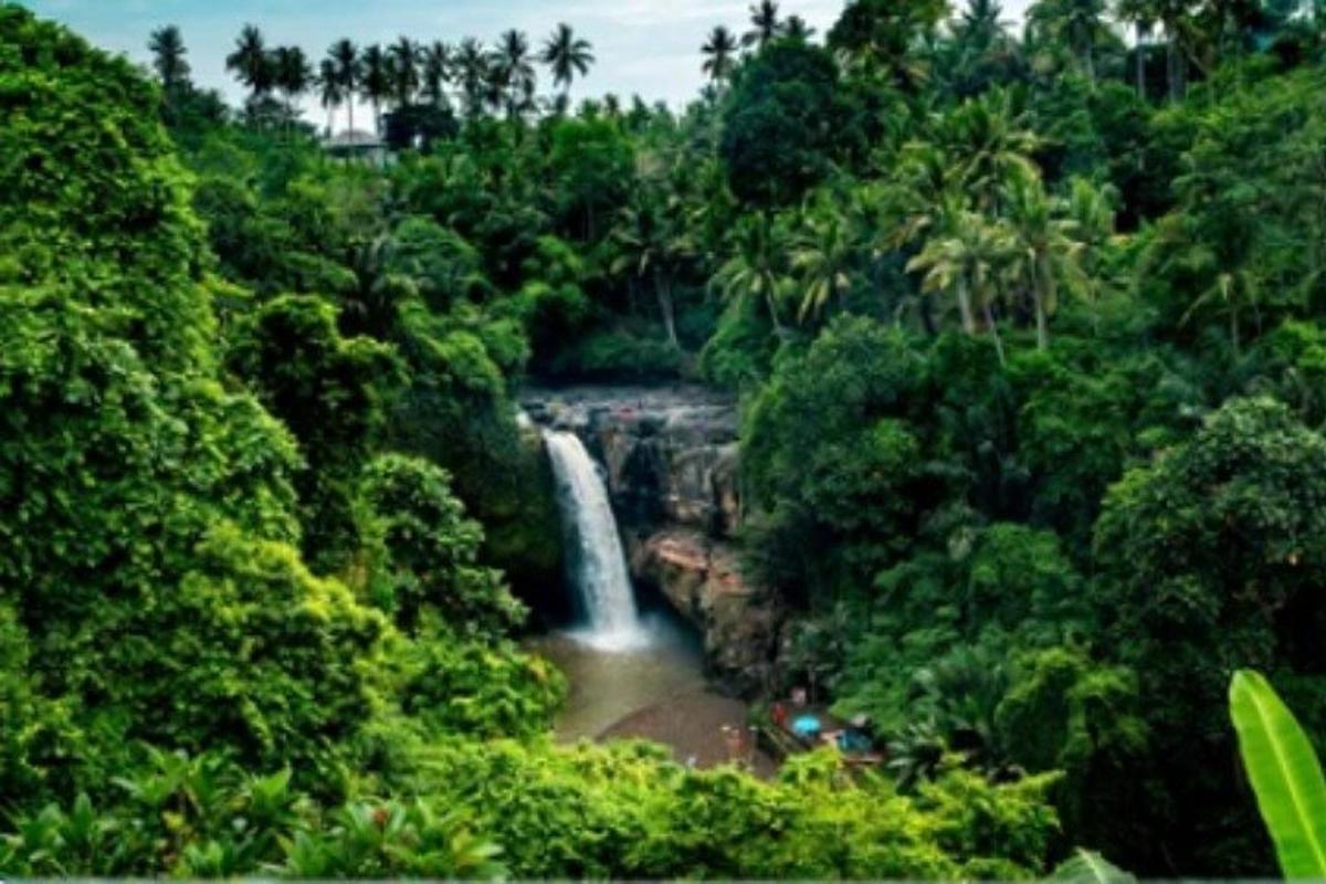 una cascata in mezzo a una foresta