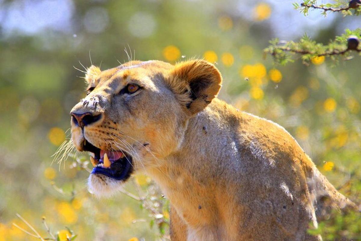 Un león parado en un campo con la boca abierta