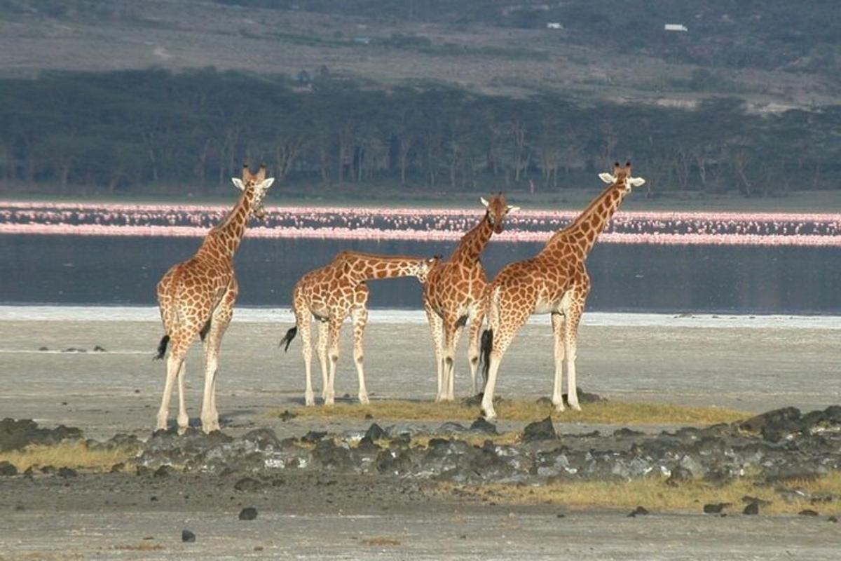 un gruppo di giraffe in piedi su una spiaggia