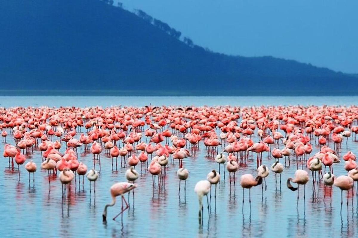 a large flock of pink flamingos standing in the water