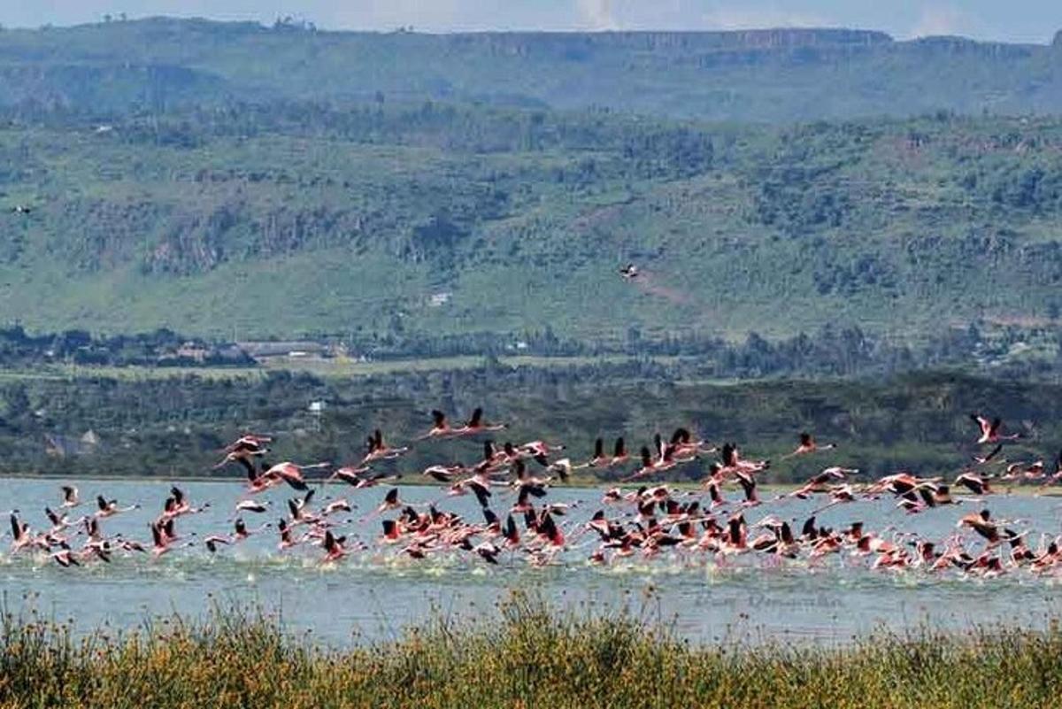 a flock of birds flying over a body of water