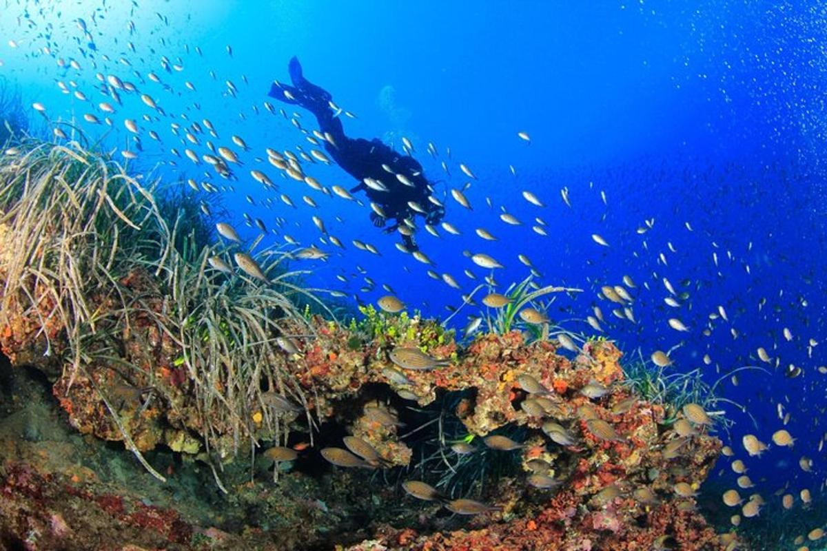 a person swimming in the ocean next to a coral reef