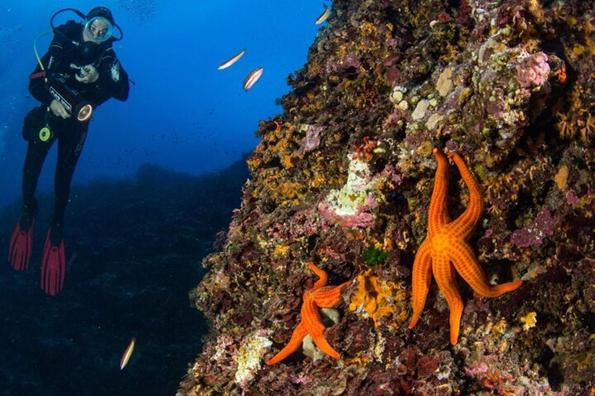 a diver in the ocean next to a reef with starfish