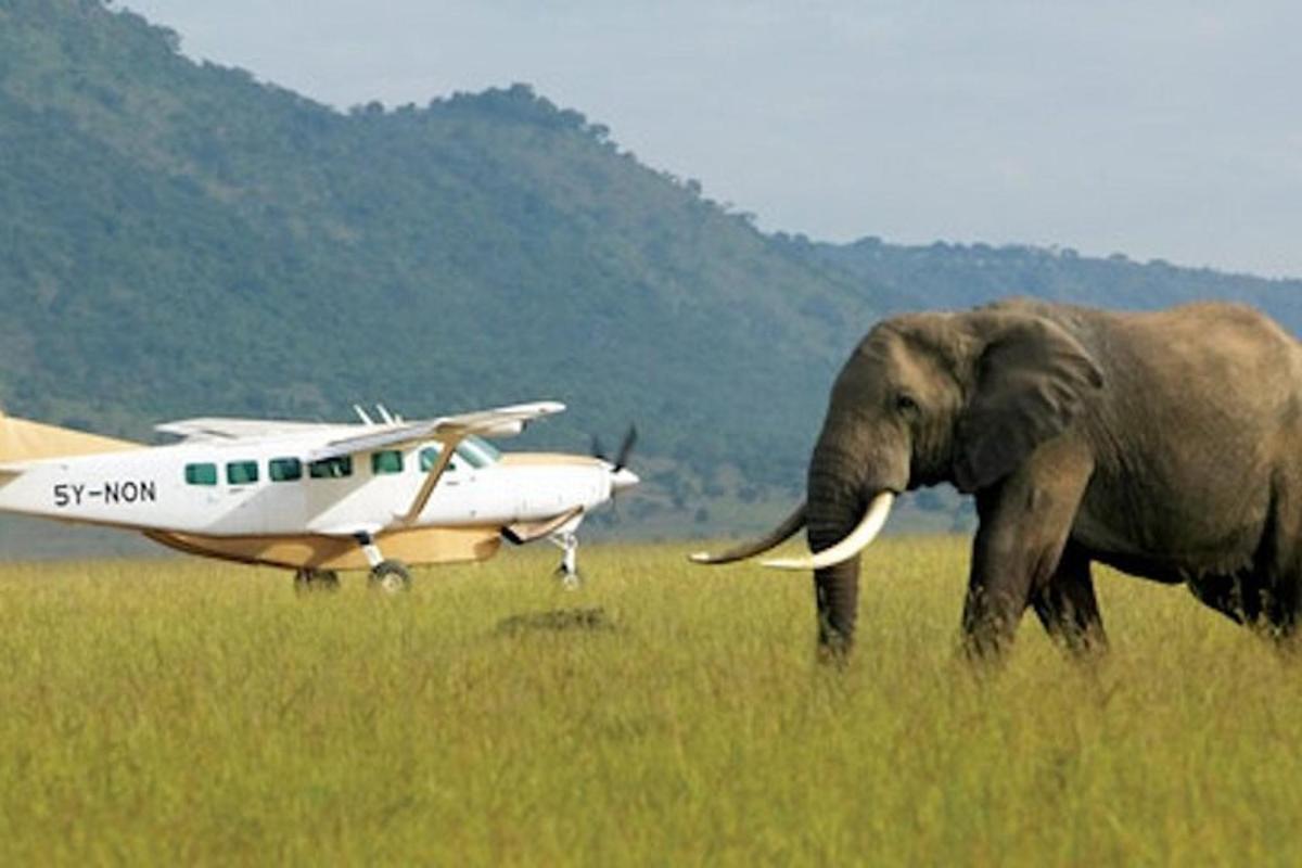un elefante che cammina in un campo accanto a un aereo