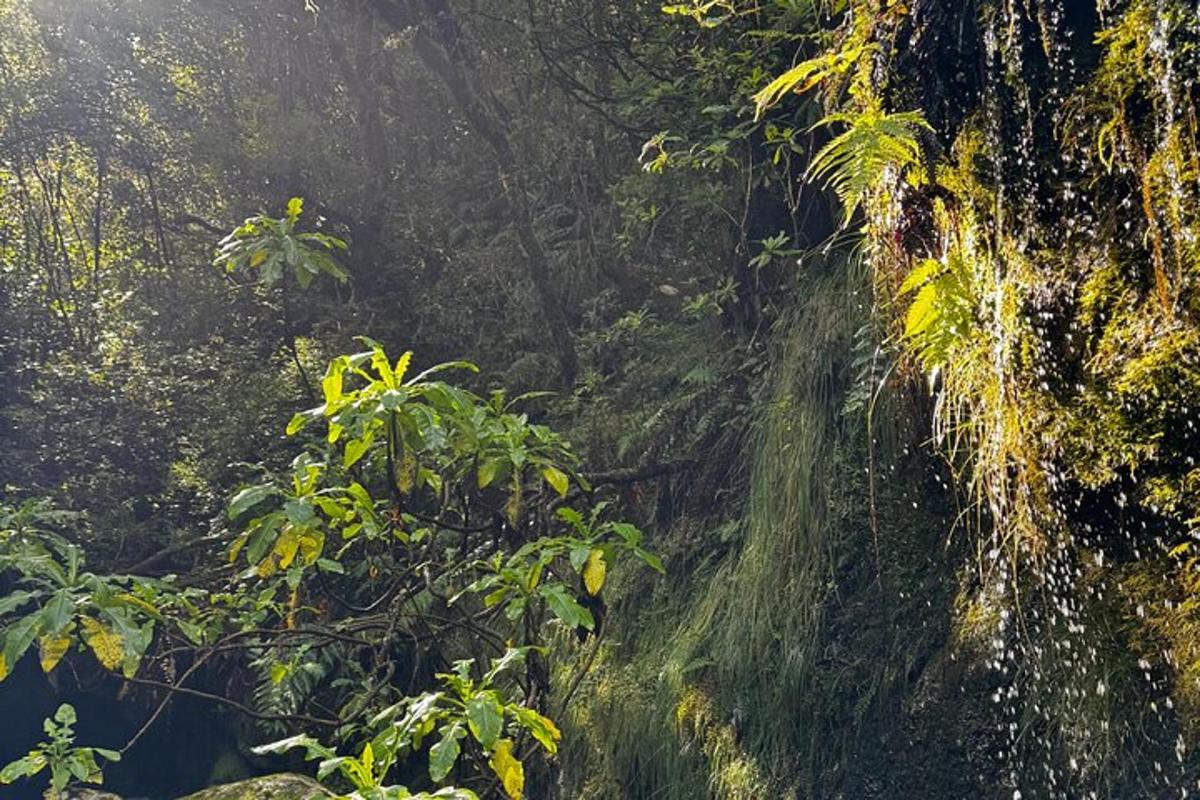 o pădure verde luxuriantă cu o cascadă și copaci
