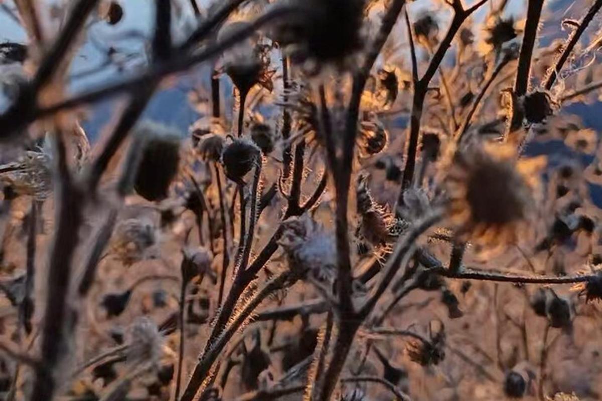 um campo cheio de plantas secas com o sol ao fundo
