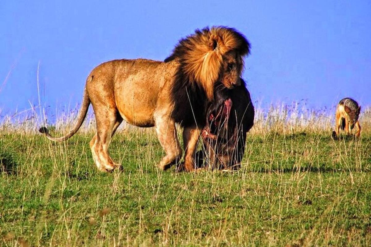 un leone in piedi in un campo d'erba