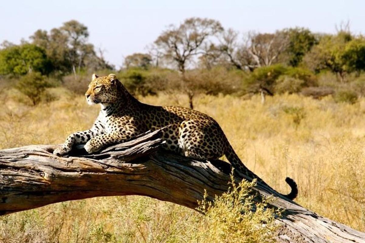 un leopardo seduto in cima a un ramo di un albero