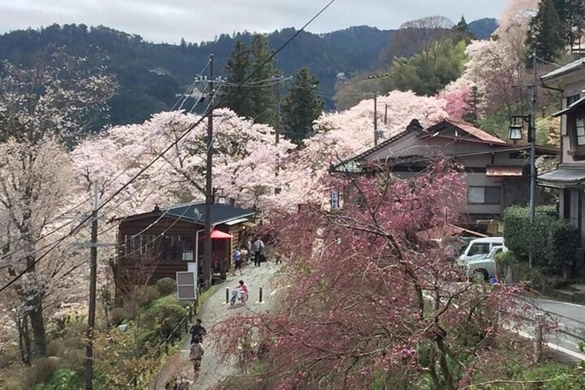 una città con ciliegi in fiore su una collina