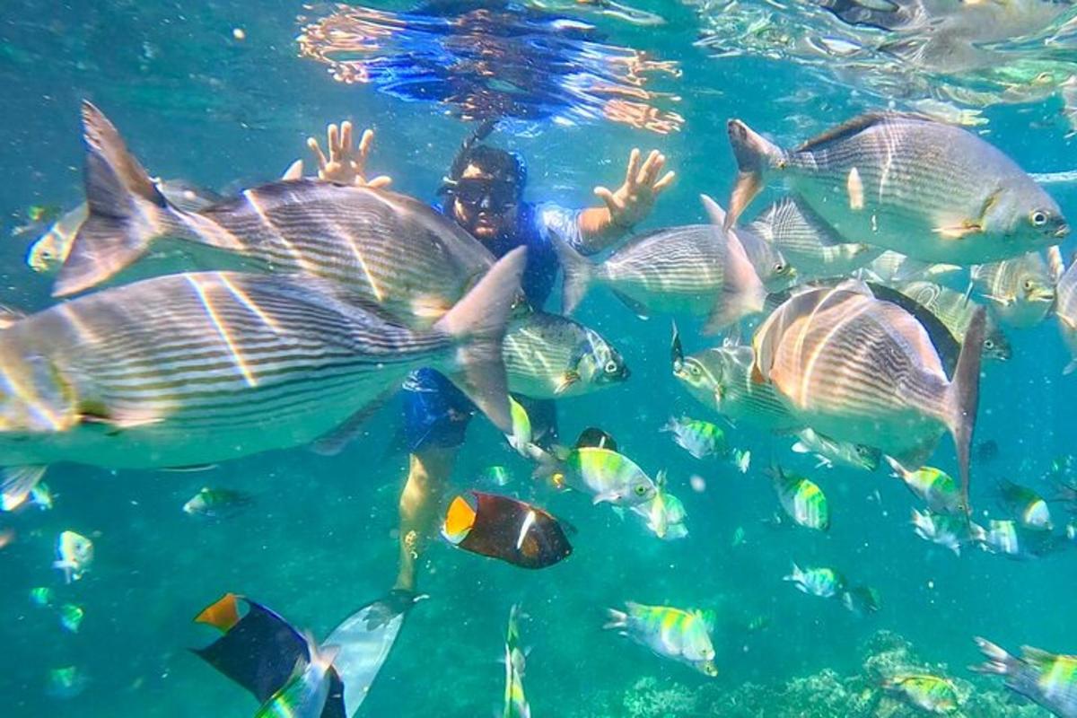 a diver in the water with a school of fish