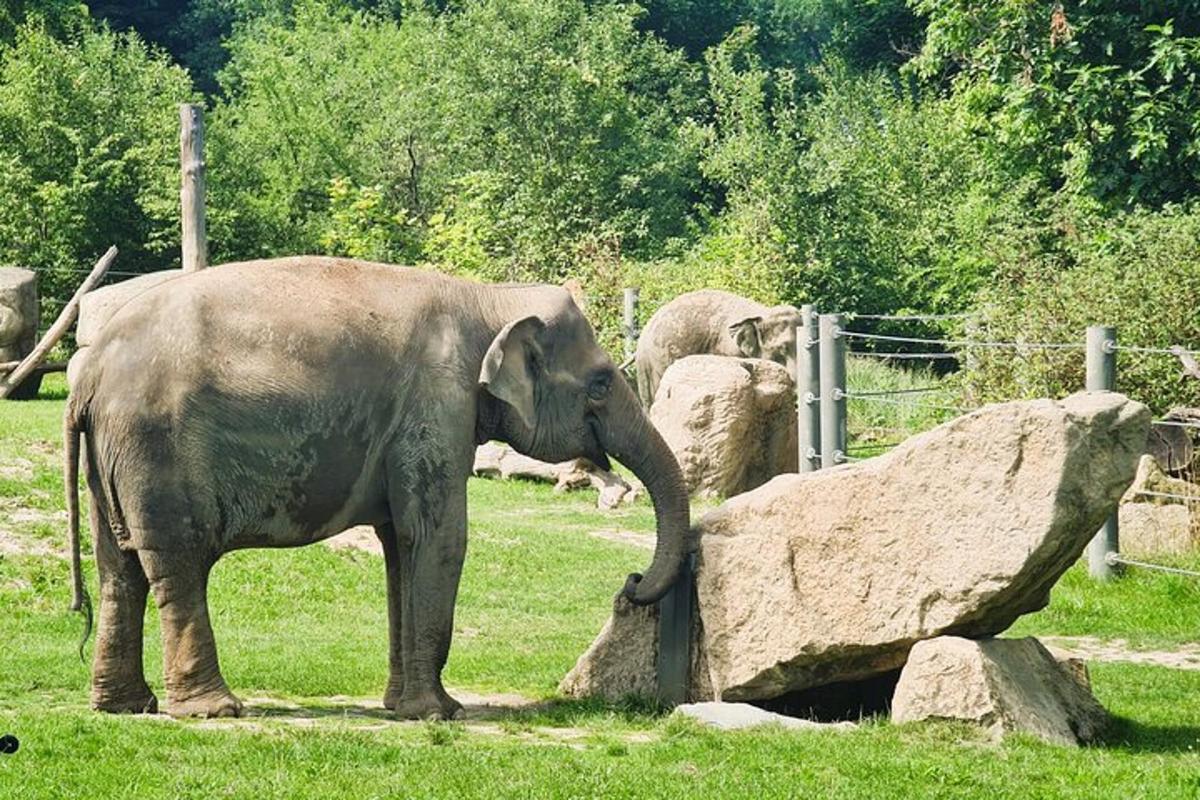 seekor gajah berdiri di samping batu besar