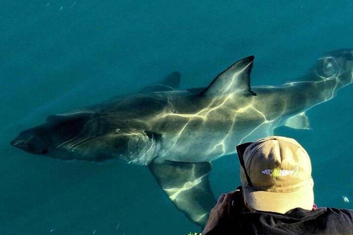 eine Person, die einem Hai beim Schwimmen im Wasser zusieht