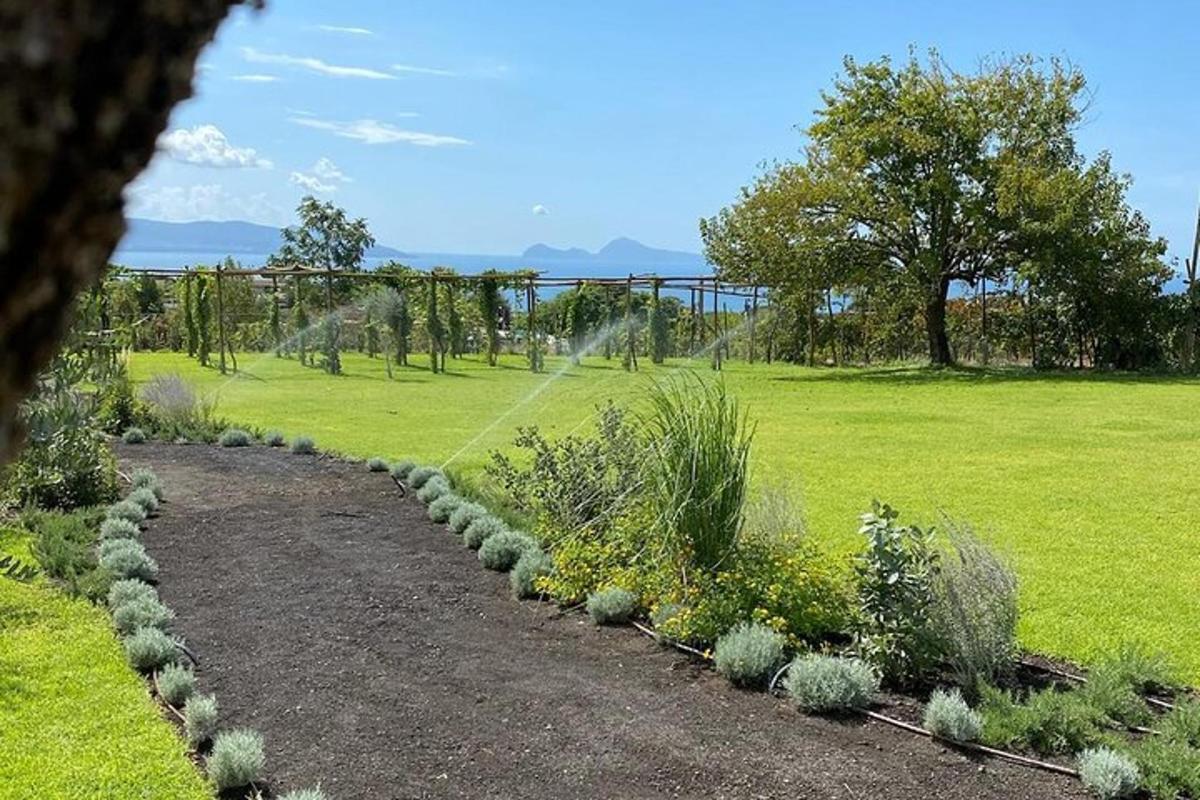 Un jardín con plantas y un campo de césped.