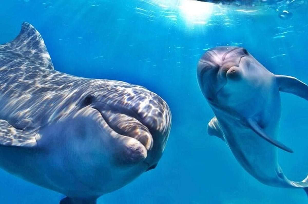 un delfino che nuota nell'acqua con la bocca aperta