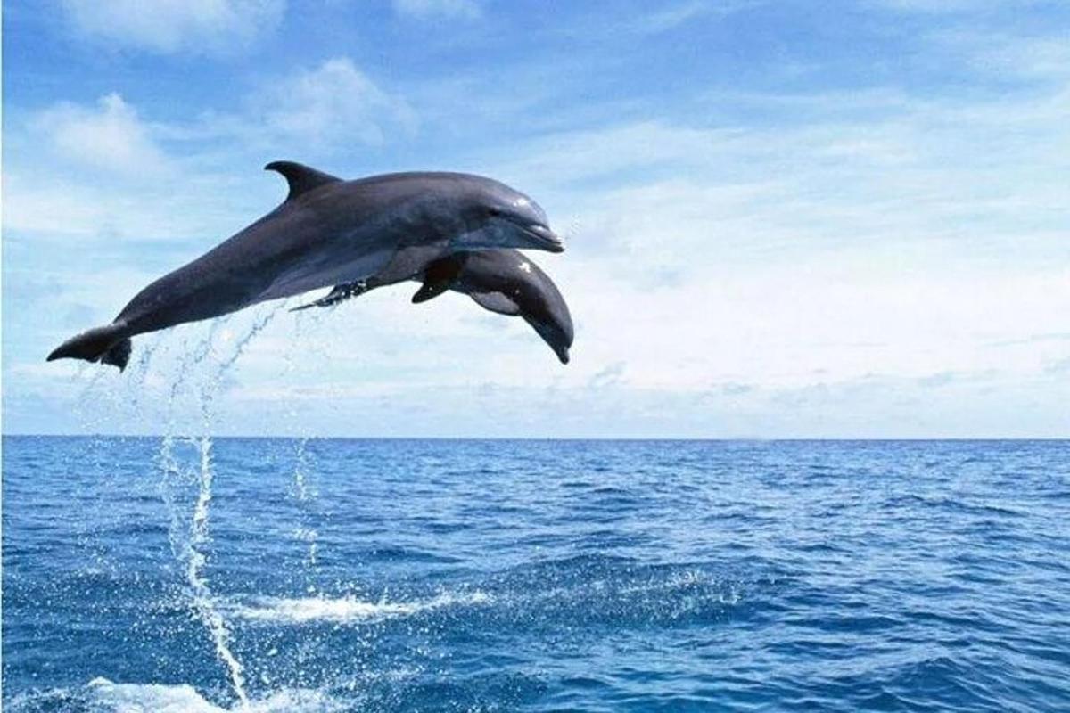 un delfino che salta fuori dall'acqua nell'oceano