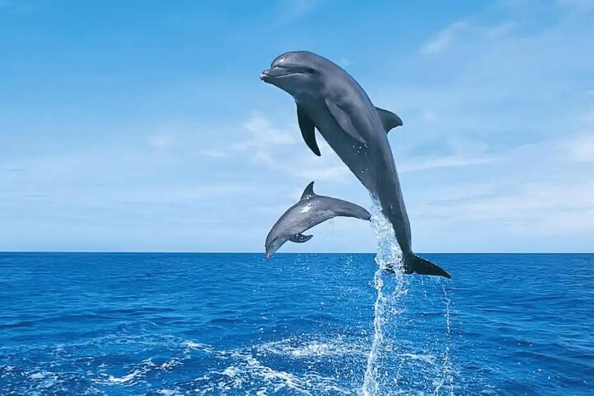 due delfini che saltano fuori dall'acqua
