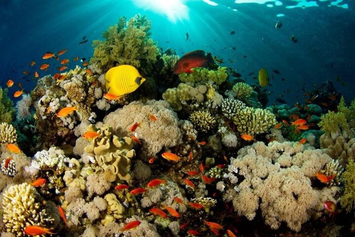 una barriera corallina con pesci nell'oceano