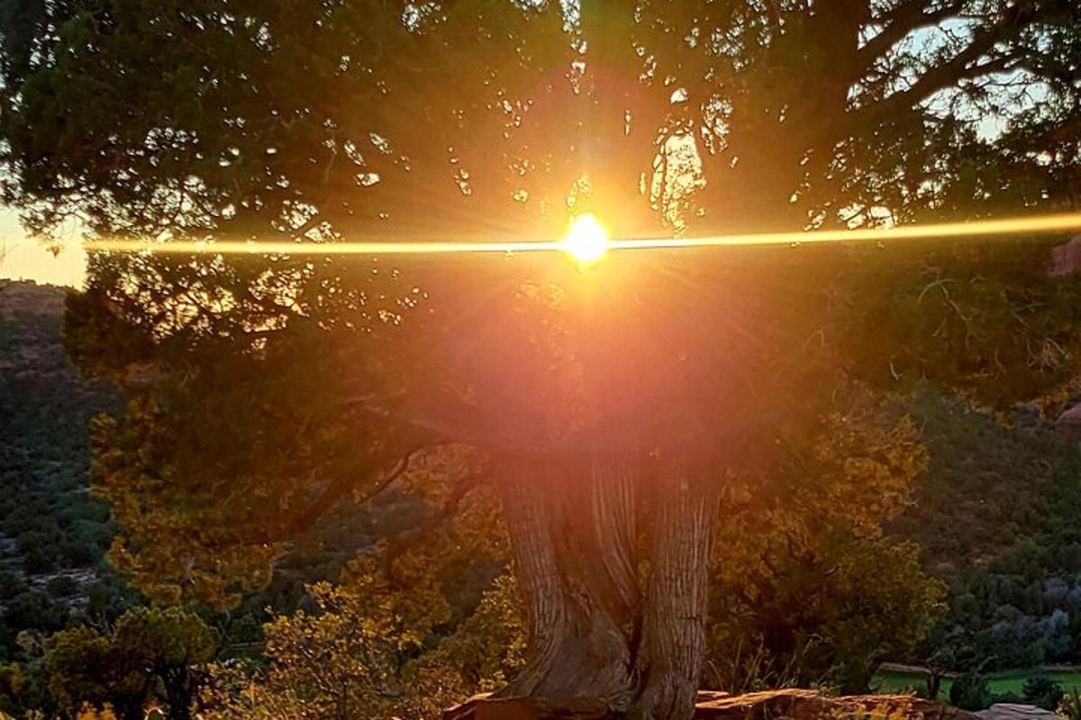 uma árvore com o sol brilhando atrás dela