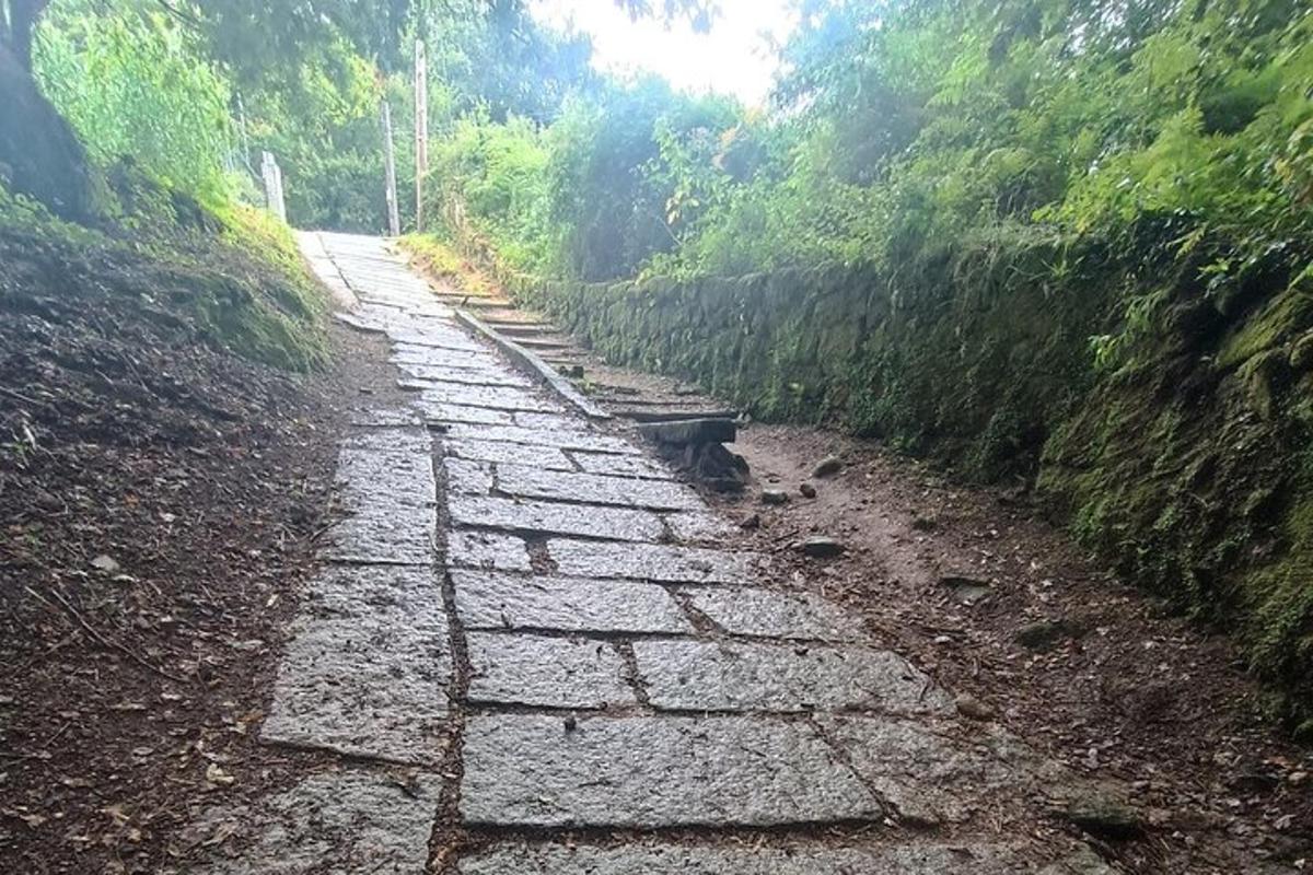 en steinvei midt i en skog