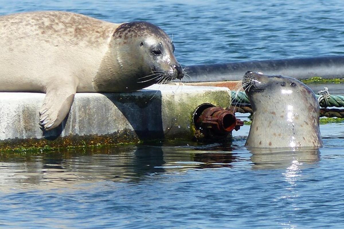 a seal laying on a fire hydrant in the water