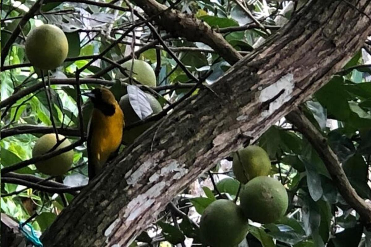 seekor burung kuning sedang duduk di atas dahan pokok