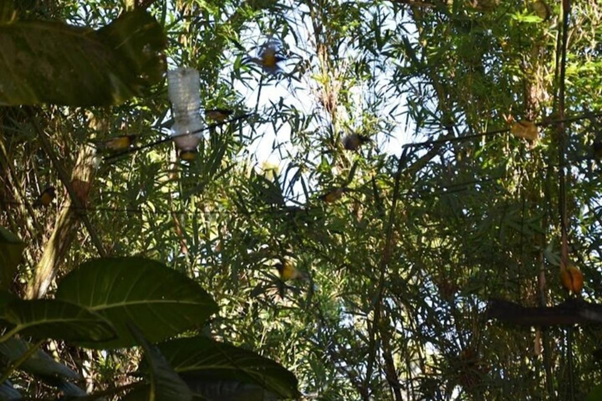 sekumpulan pokok dengan daun dan dahan