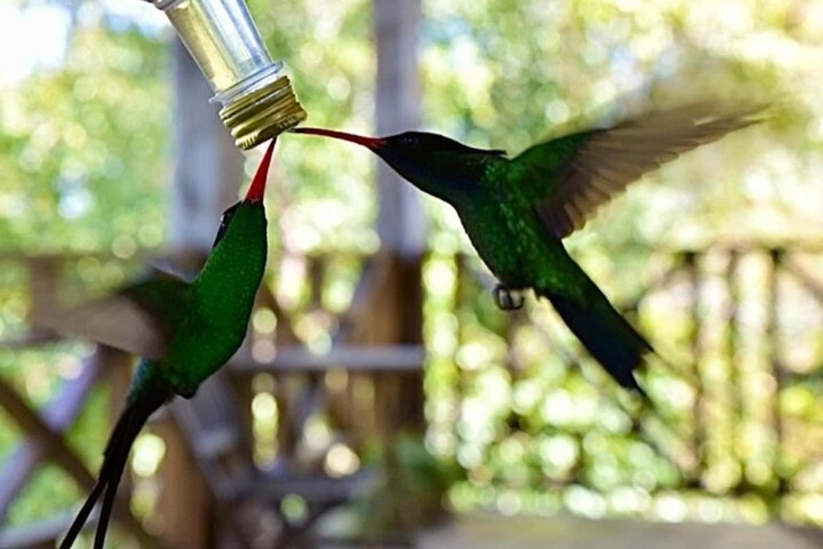 dua ekor burung kolibri sedang makan dari pengumpan burung