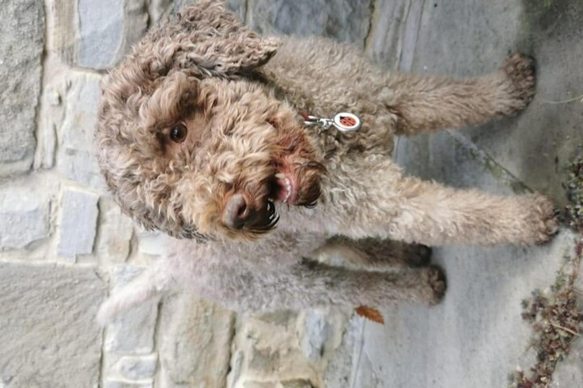 Un perro de peluche está colgado en una pared de ladrillos.
