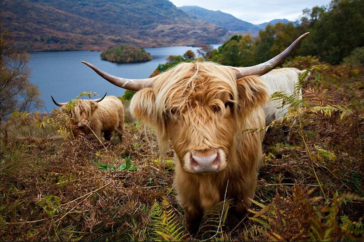due mucche con le corna in piedi su una collina con un lago