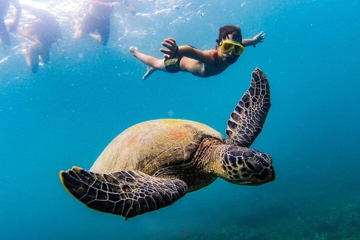 một người đàn ông bơi cạnh một con rùa trong nước