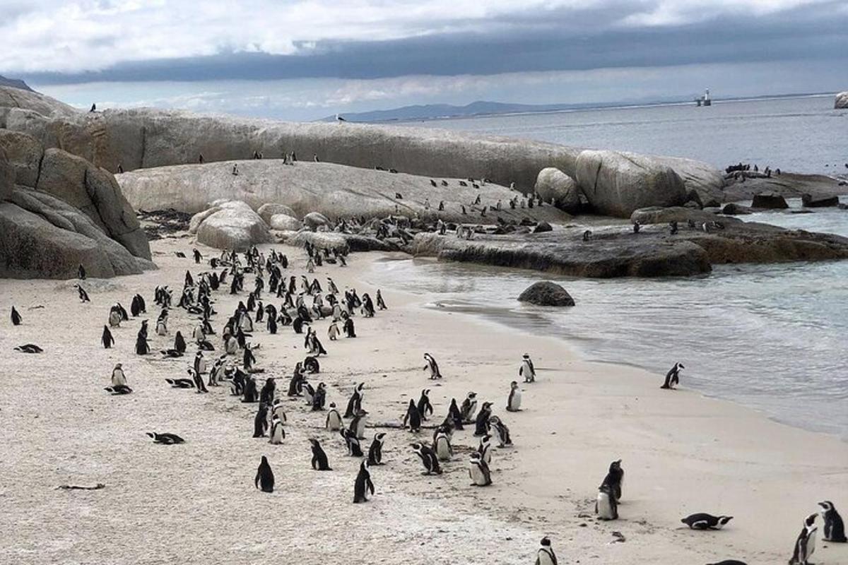 kup pingvinov, ki stojijo na plaži