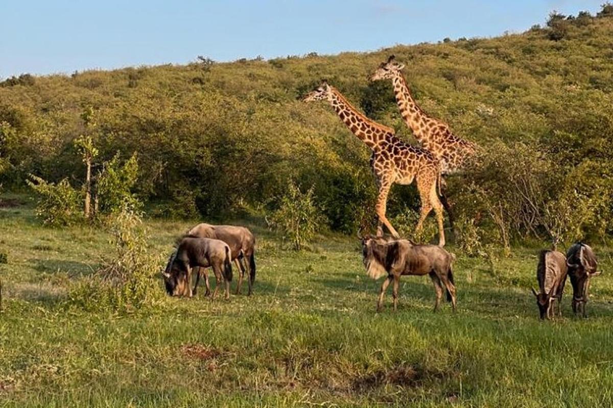 zwei Giraffen und andere Tiere auf einem Feld