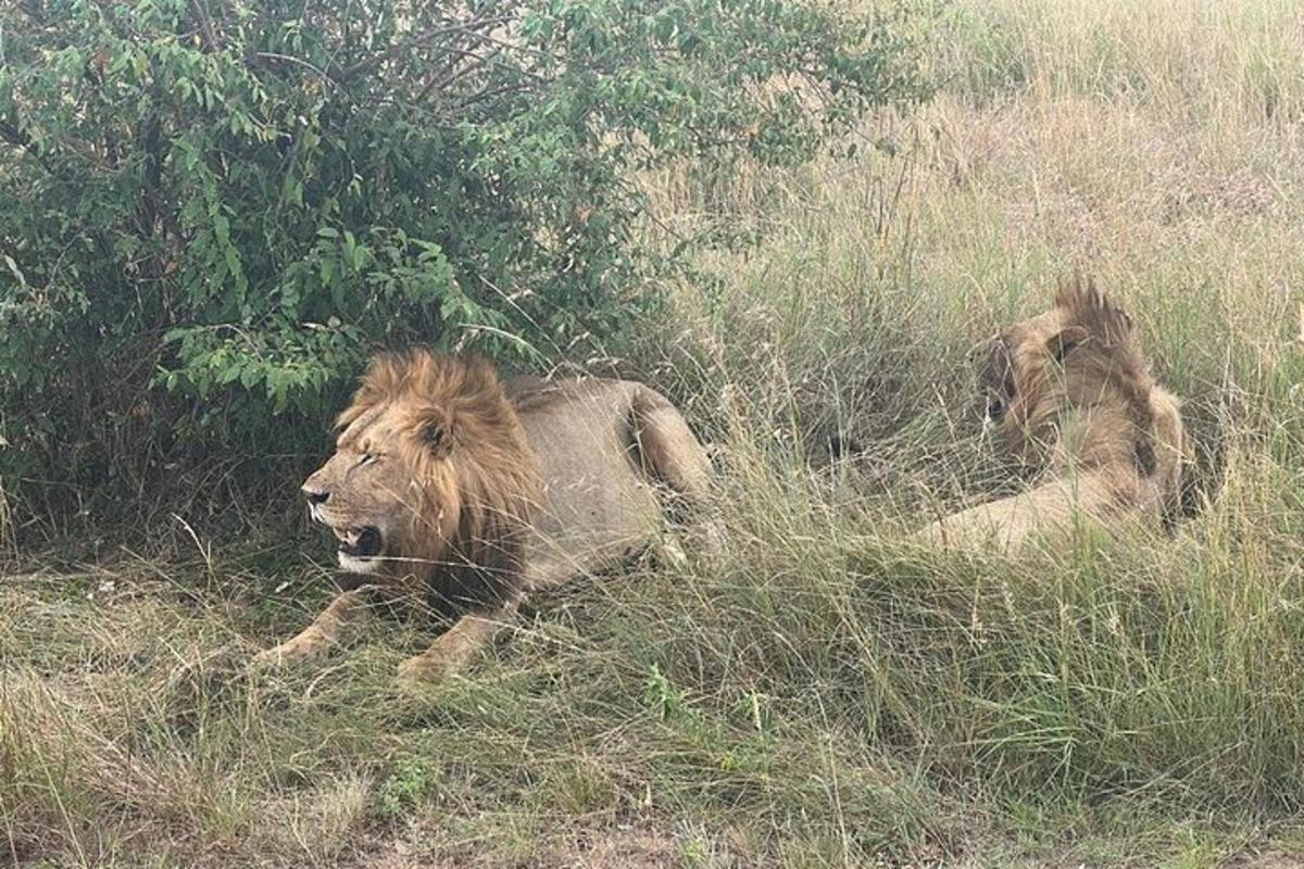 zwei Löwen liegen im Gras auf einem Feld