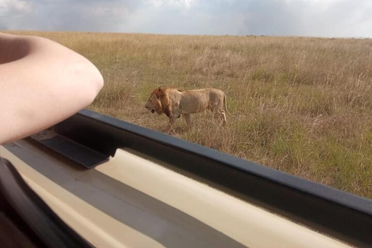 eine Person, die aus einem Autofenster auf eine Kuh auf einem Feld schaut