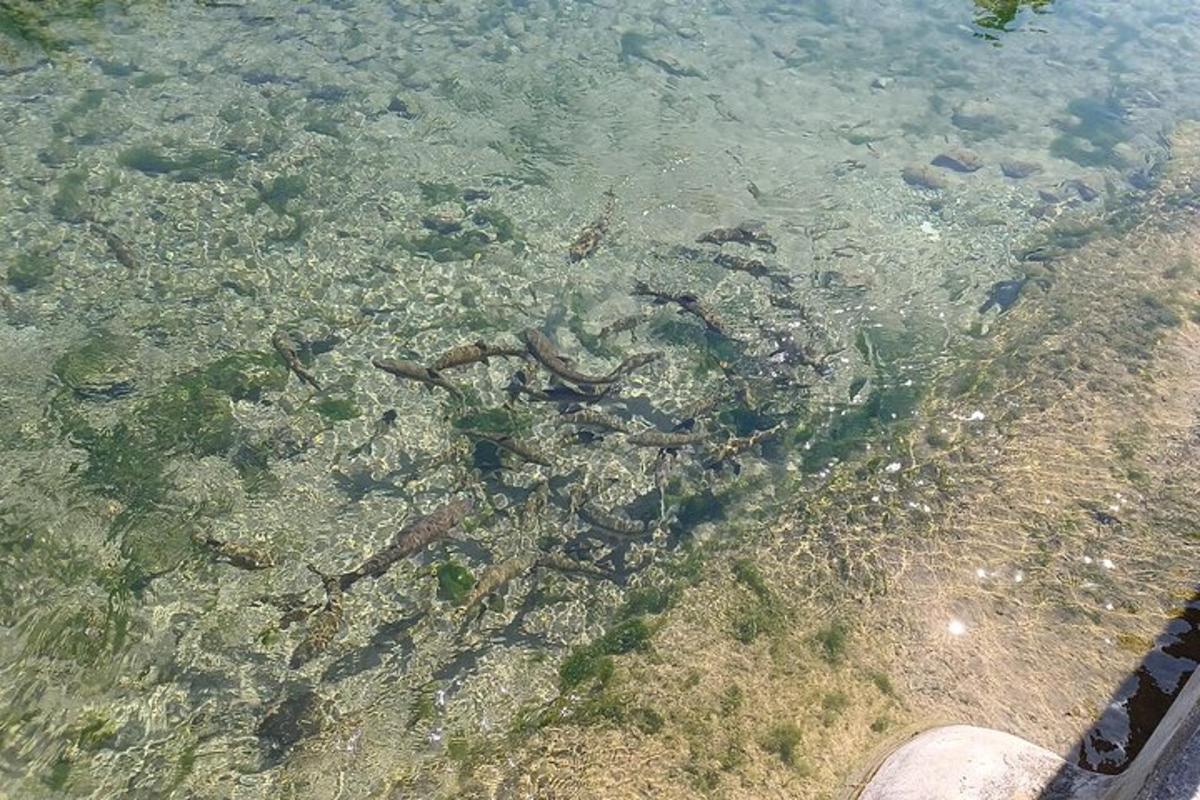 osoba stojící ve vodě u břehu