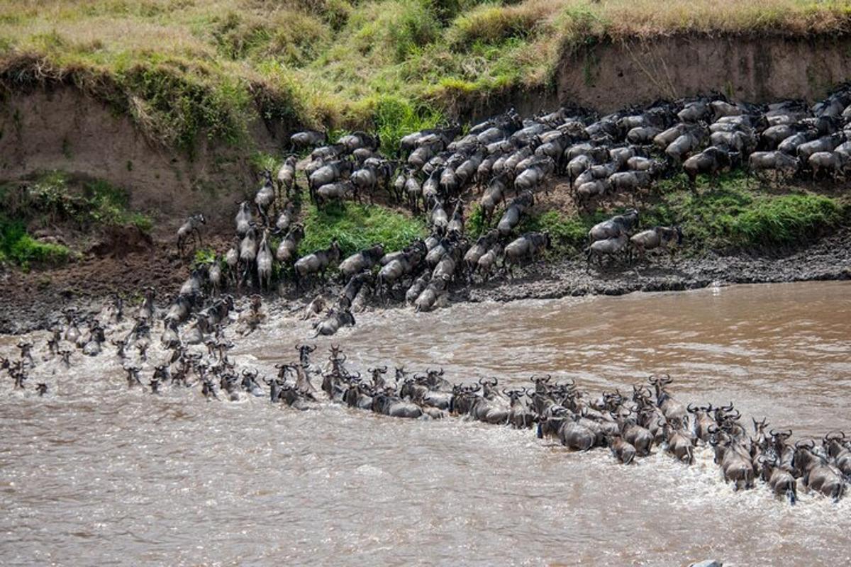un troupeau de buffles d'eau traversant une rivière