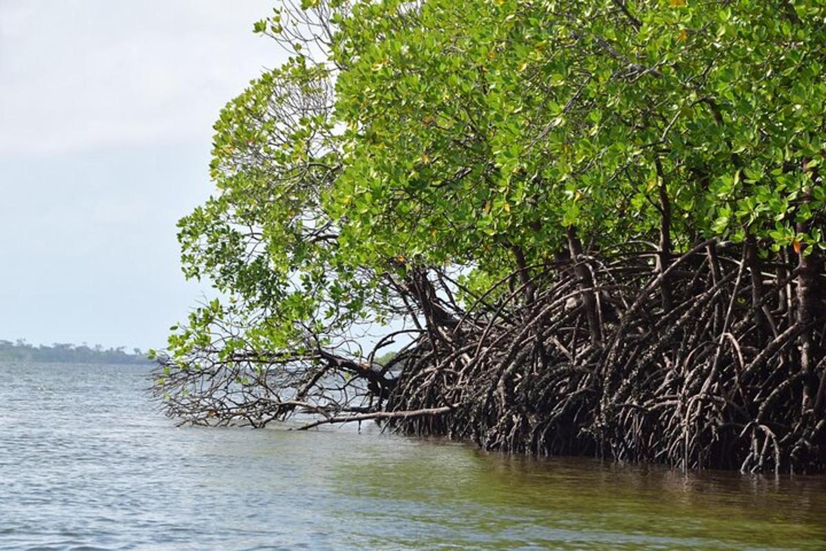 a tree in the middle of a body of water