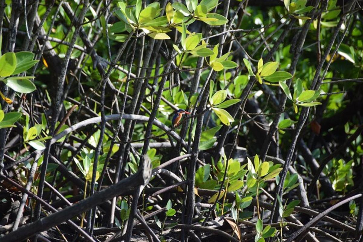 sekumpulan dahan dengan daun hijau di atasnya