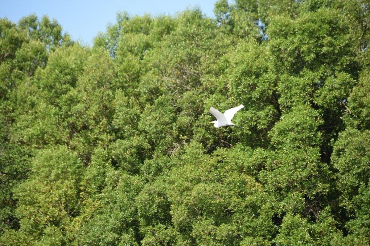 seekor burung putih terbang di hadapan beberapa pokok