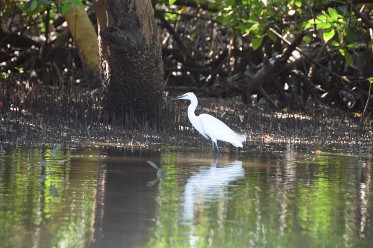 a white bird is standing in the water